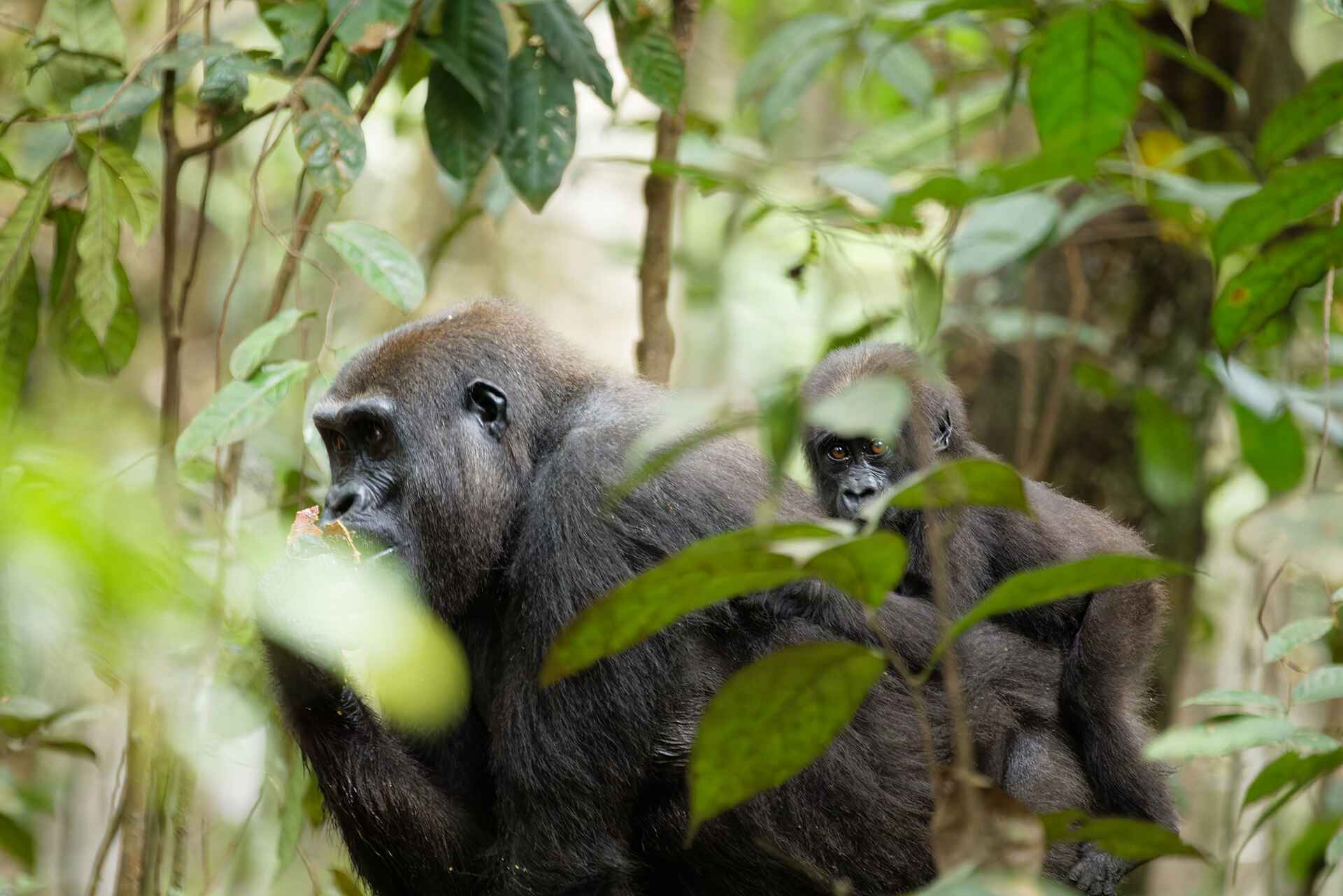 Nyanga Lodge: Gorillas