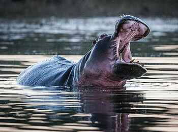 Okavango Spirit: Hippo Okavango Spirit: Hippo