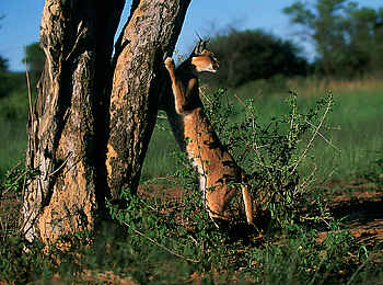 Okonjima Plains Camp: Karakal schärft seine Krallen Okonjima Plains Camp: Karakal schärft seine Krallen