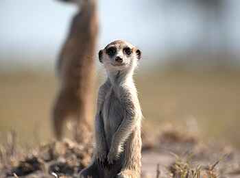 Planet Baobab: Erdmännchen Planet Baobab: Erdmännchen