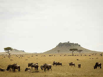 Sayari Camp: Tafelberge in der Savanne