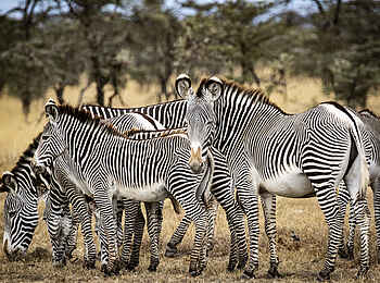 Segera Retreat: Grevy Zebras