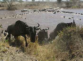 Serian Camp: Gnus erreichen das Flussufer