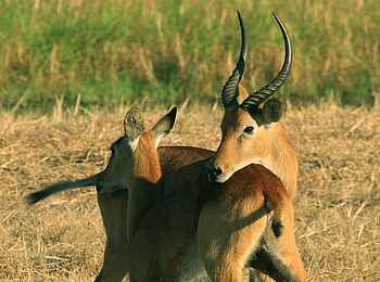 Shumba Camp: Pukus Shumba Camp: Pukus