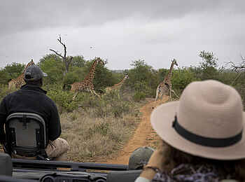 Simbavati Waterside Lodge: Giraffen
