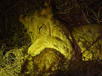 Soroi Cheetah Tented Camp: Löwe und Pangolin