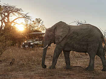Victoria Falls River Lodge - Island Treehouse Suites: Begegnung mit einem Elefanten Victoria Falls River Lodge - Island Treehouse Suites: Begegnung mit einem Elefanten