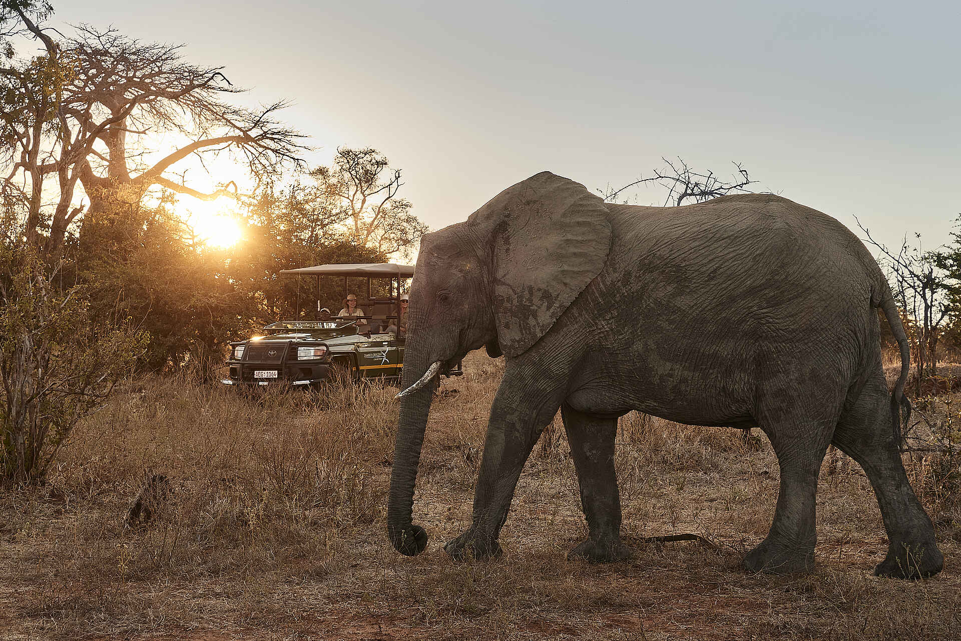 Victoria Falls River Lodge - Island Treehouse Suites: Begegnung mit einem Elefanten