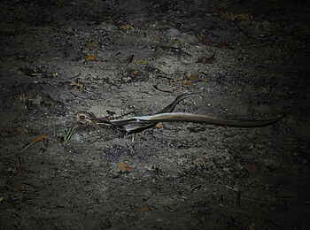 Wasa Lodge: Nachtschwalbe