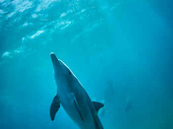 White Pearl Resorts: Tänzer des Meeres