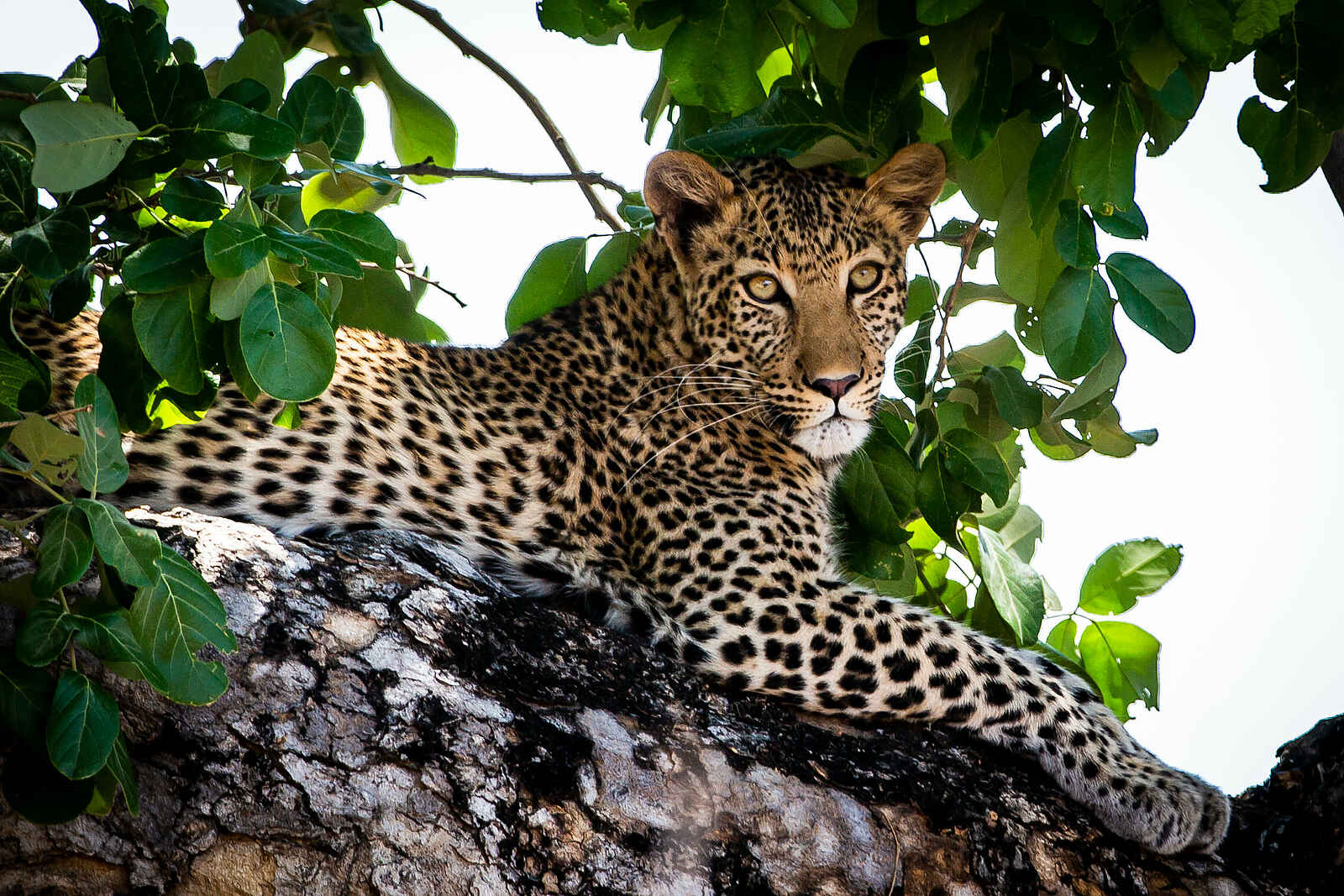 Zambezi Expeditions Camp: Ein Leopard auf einem Baum Zambezi Expeditions Camp: Ein Leopard auf einem Baum