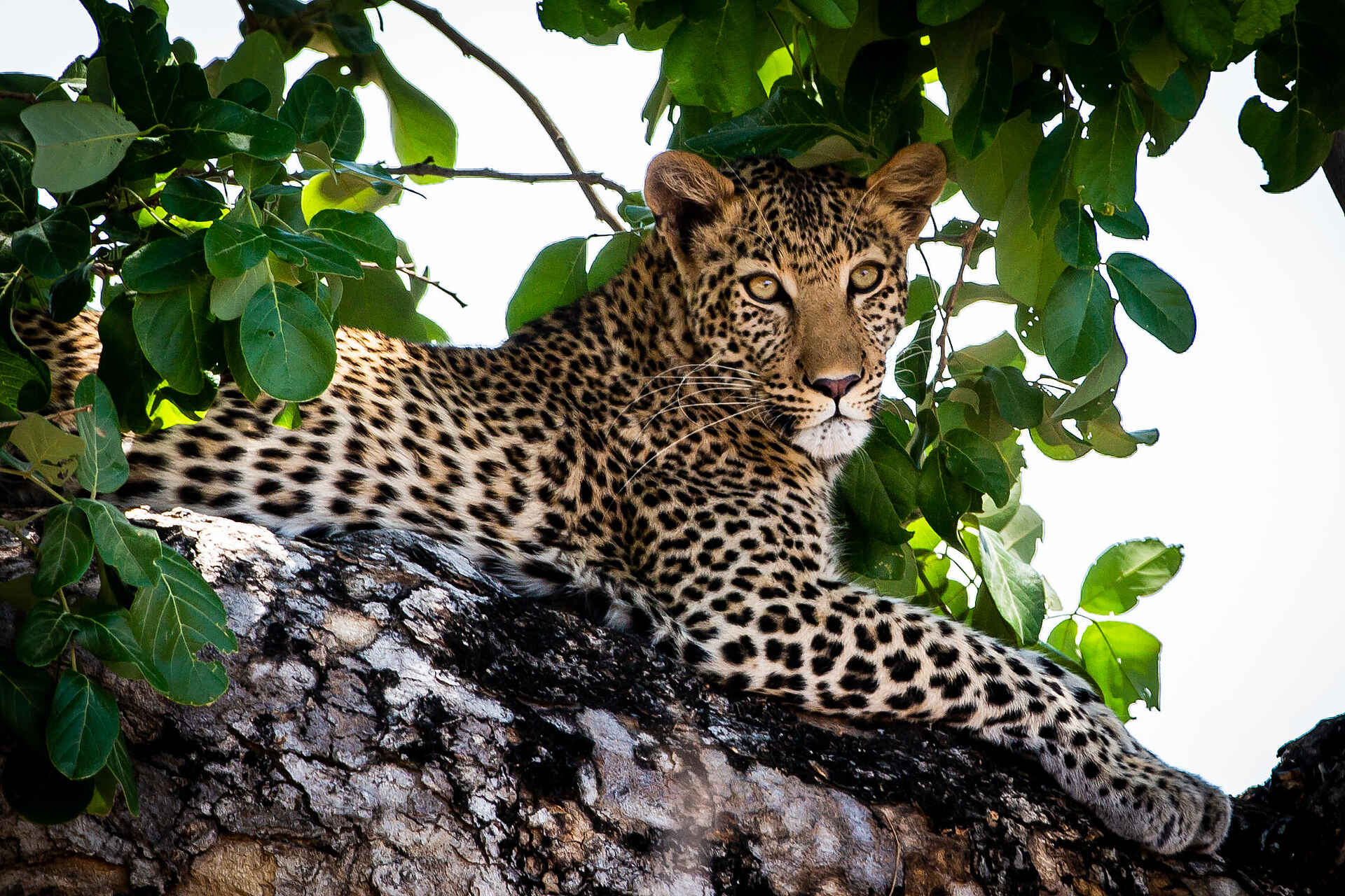Zambezi Expeditions Camp: Ein Leopard auf einem Baum
