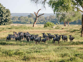 Chilo Ivory Trail Adventure: Gnus und Zebras