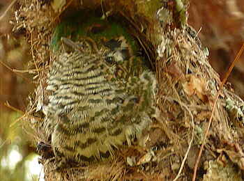 Frog and Fern Cottages: Kuckuck-Küken Frog and Fern Cottages: Kuckuck-Küken