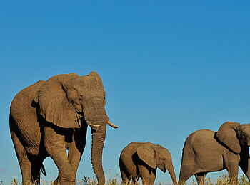 Inyati Game Lodge: Drei Elefanten