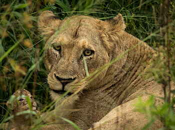Jacis Sabi House: Löwin mit Jungem