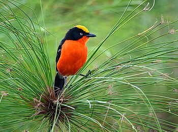Magashi Camp: Ein prachtvoller Goldscheitelwürger