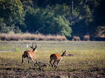 Ntemwa Busanga Bushcamp: Fliehende Pukus