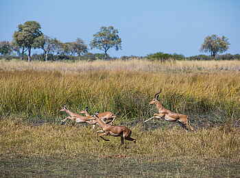 Selinda Camp: Impalas