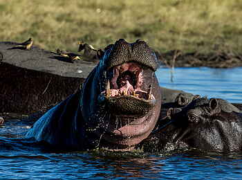 Selinda Camp: Nilpferde