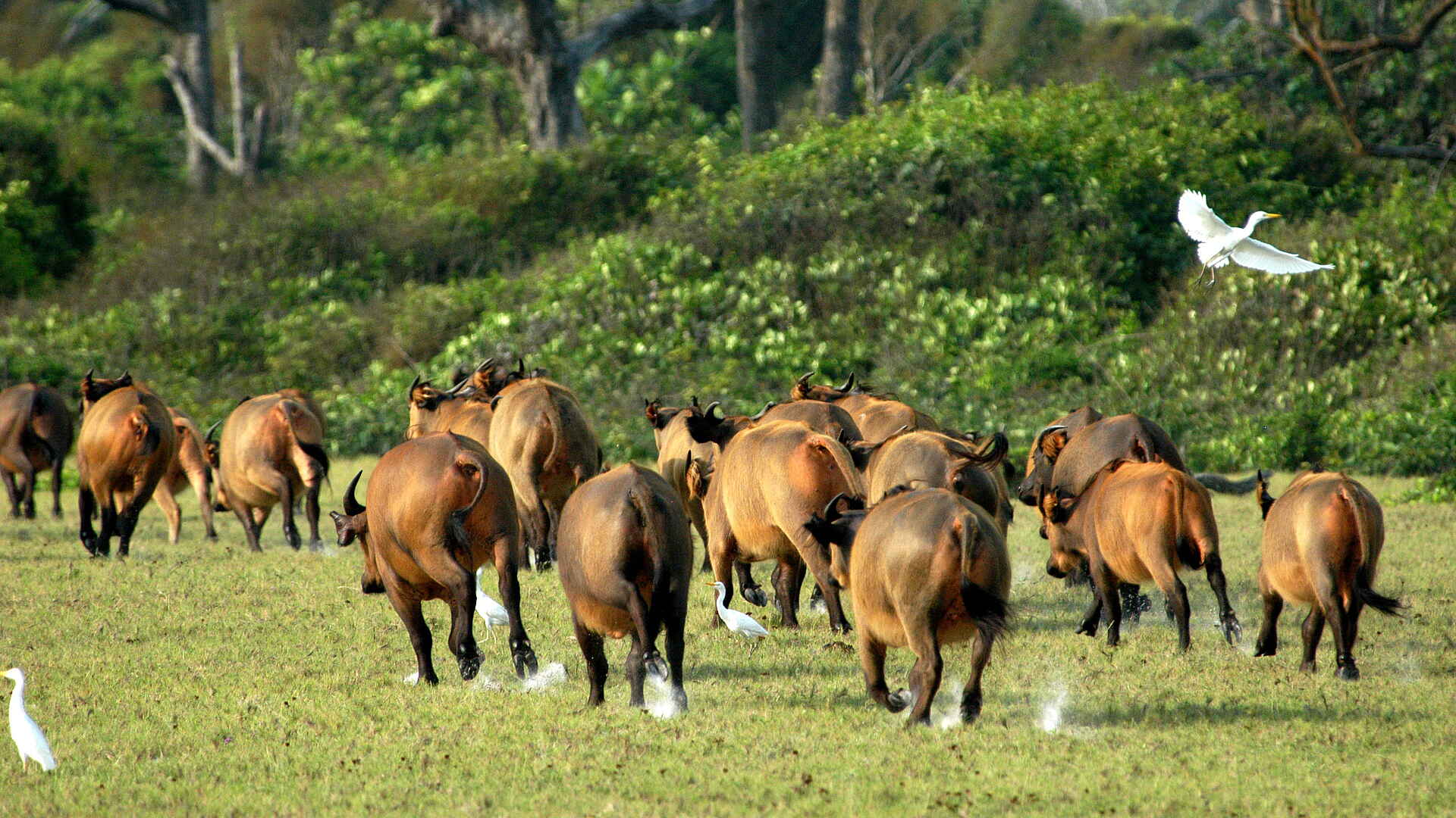 Sette Cama Eco Camp: Waldbüffel