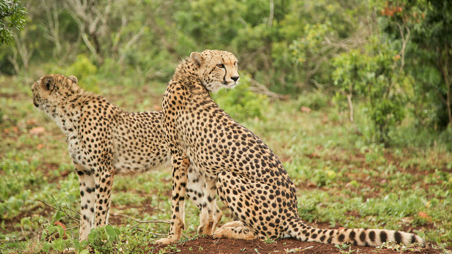 andBeyond Phinda Vlei Lodge: Zwei Geparden