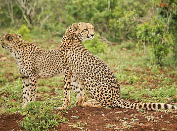 andBeyond Phinda Vlei Lodge: Zwei Geparden