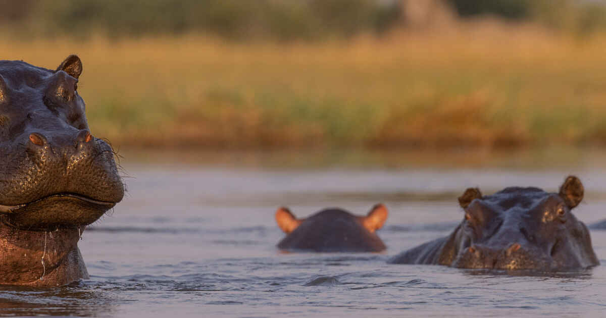Camp Tawana, Okavangodelta, Botswana Bilder & Infos bei AFRIKARMA