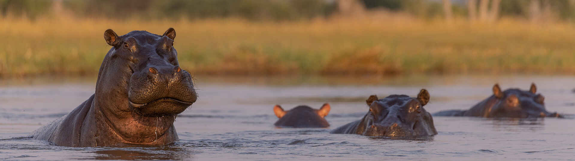 Camp Tawana: Flusspferde im Gomoti-Fluss Flusspferde im Gomoti-Fluss