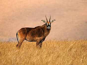 Chelinda Lodge: Pferdeantilope