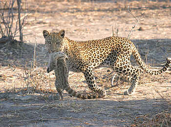 Chobe Safari Lodge: Leopard mit Ginsterkatze Chobe Safari Lodge: Leopard mit Ginsterkatze