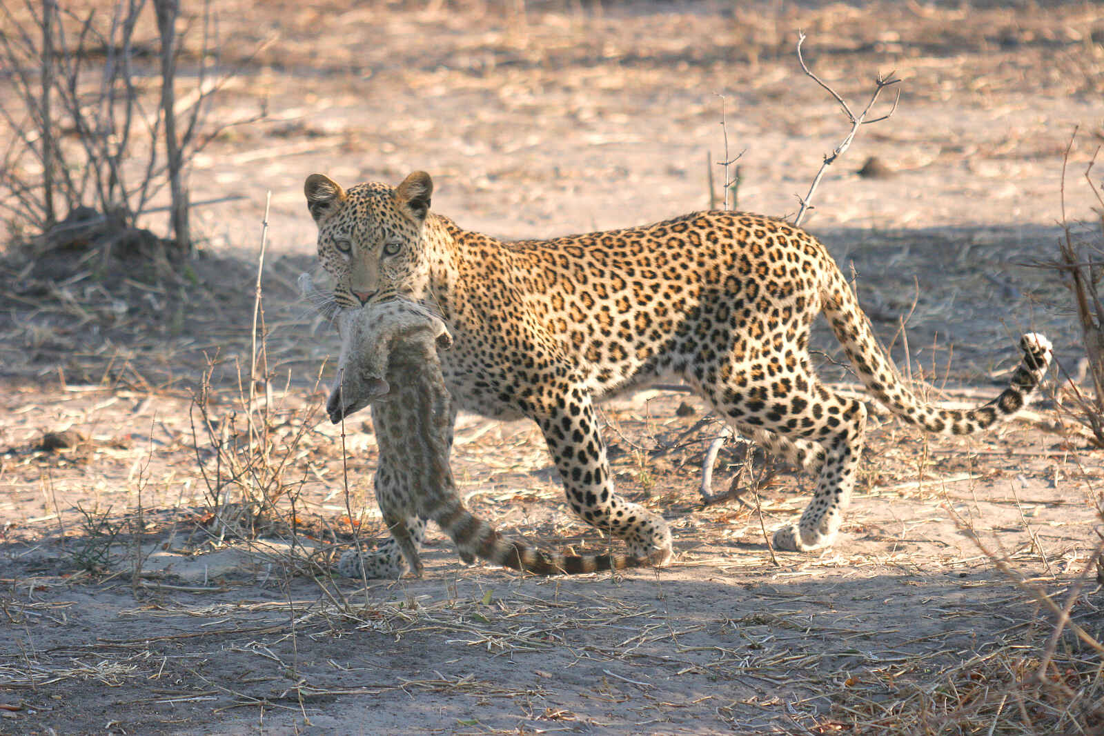 Chobe Safari Lodge: Leopard mit Ginsterkatze Chobe Safari Lodge: Leopard mit Ginsterkatze