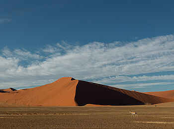 Desert Camp: Dünenlandschaft Desert Camp: Dünenlandschaft