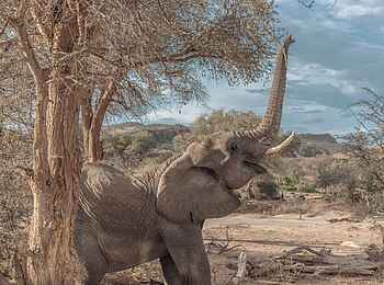 Doro Nawas Camp: Elefant