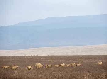 Entamanu Ngorongoro Camp: Löwen unterwegs