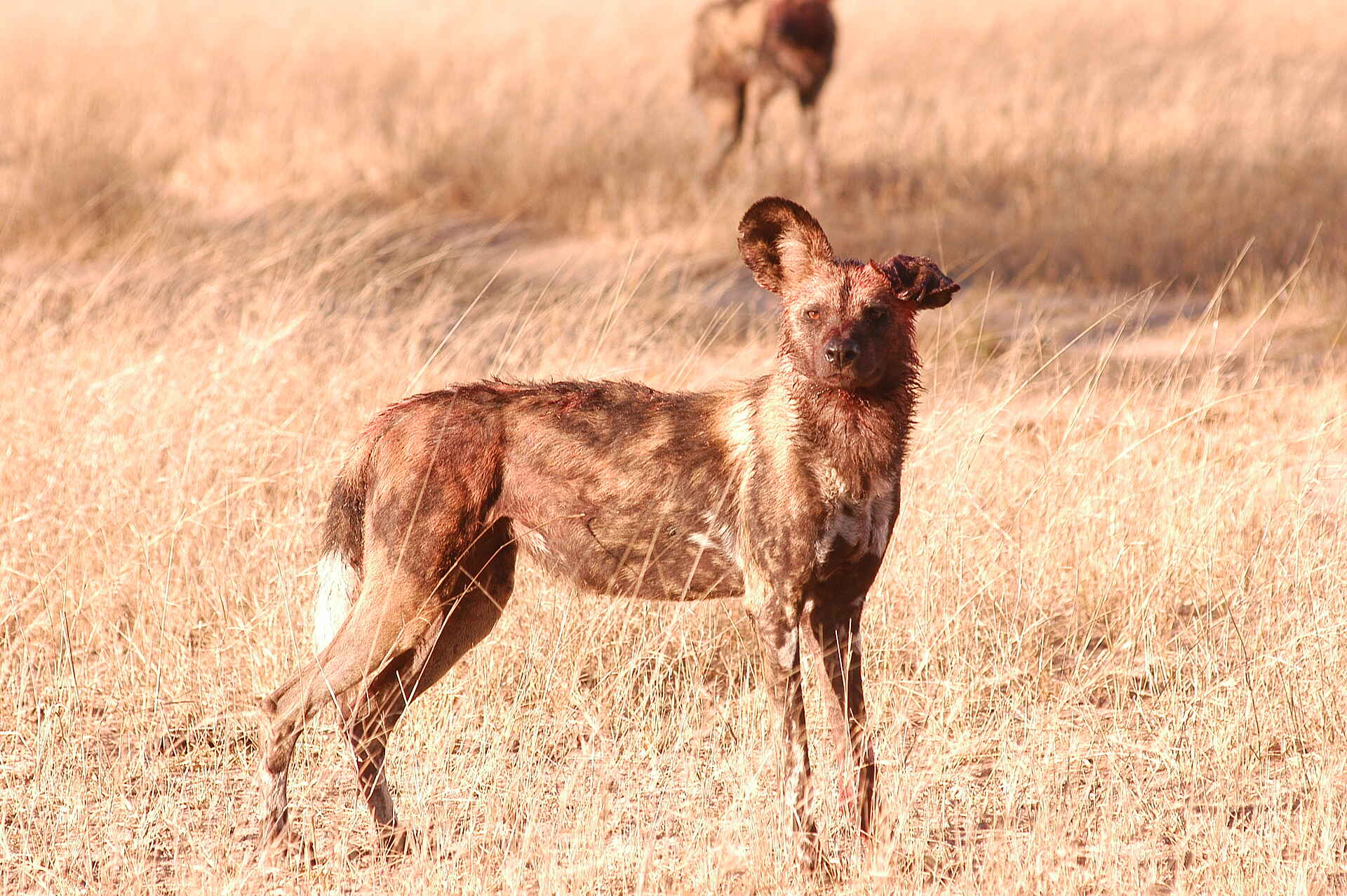 Hwange National Park, Wildhunde, African Bush Camps, Afrikarma, Afrikarma Safaris, Afrikarma.de, Beks Ndlovu