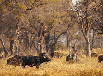 Hyena Pan Camp: Büffel