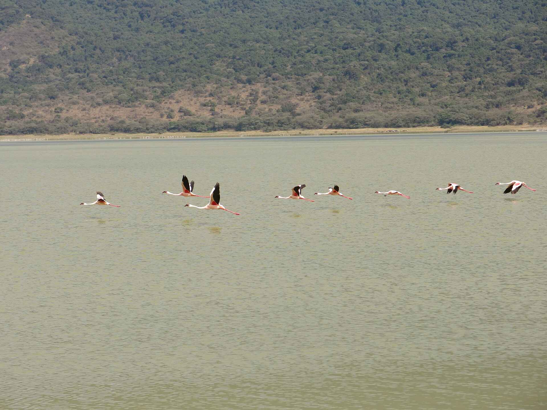 Lake Natron Camp, Natronsee, Flamingo, flamingos, lake natron camp bilder, natronsee oldoinyo, tiere, vögel