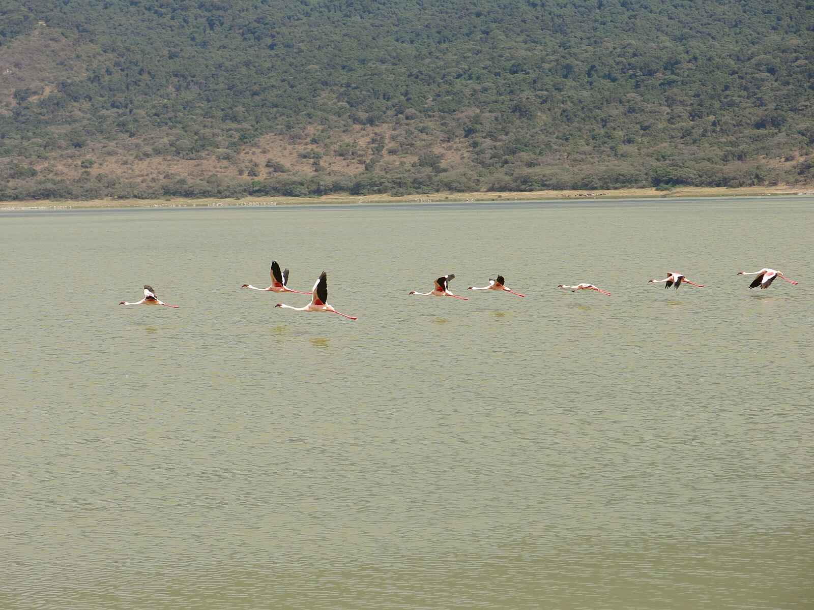 Lake Natron Camp: Flamingos über dem Natronsee Lake Natron Camp: Flamingos über dem Natronsee