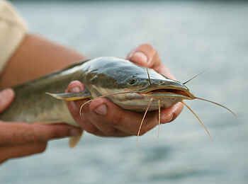 Leopard Lodge: Wels Leopard Lodge: Wels