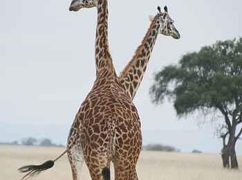 Little Chem Chem: Zwei Giraffen Little Chem Chem: Zwei Giraffen