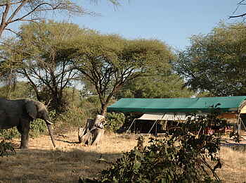 Mdonya Old River Camp: Elefant beim Camp