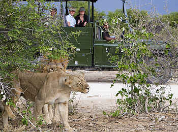 Mushara Game Drive: Löwen in der freien Wildbahn