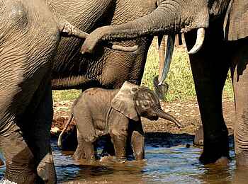 Norman Carr Safaris: Elefantenbaby beim Bad