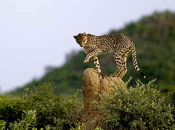 Okonjima Plains Camp: Kletternder Gepard Okonjima Plains Camp: Kletternder Gepard