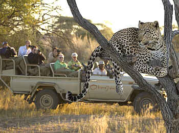 Okonjima Plains Camp: Radiotracking