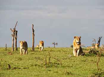 Ol Pejeta Bush Camp: Löwen