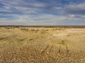 Onguma Camp Kala: Zu Fuss unterwegs