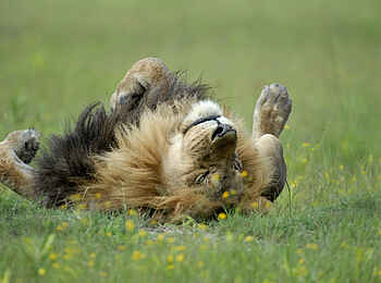 Robin Pope Safaris: Entspannter Löwe