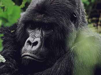 Sambora Kinigi Lodge: Gorilla
